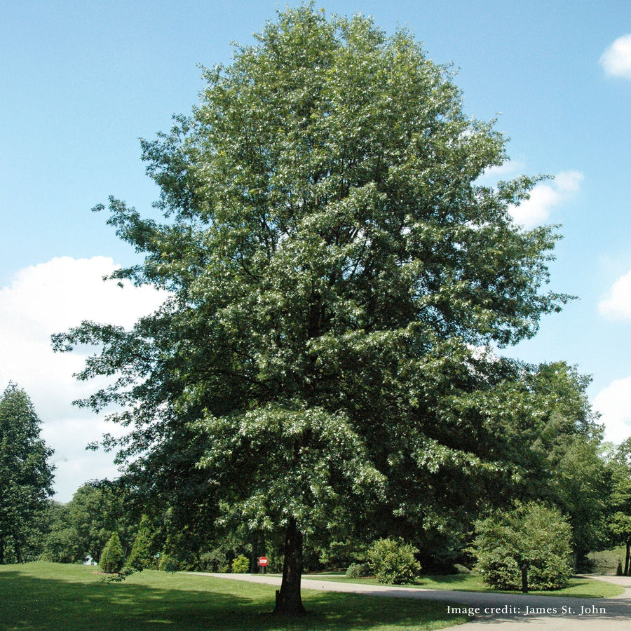 Bare Root Scarlet Oak (Quercus coccinea) - Monticello Shop