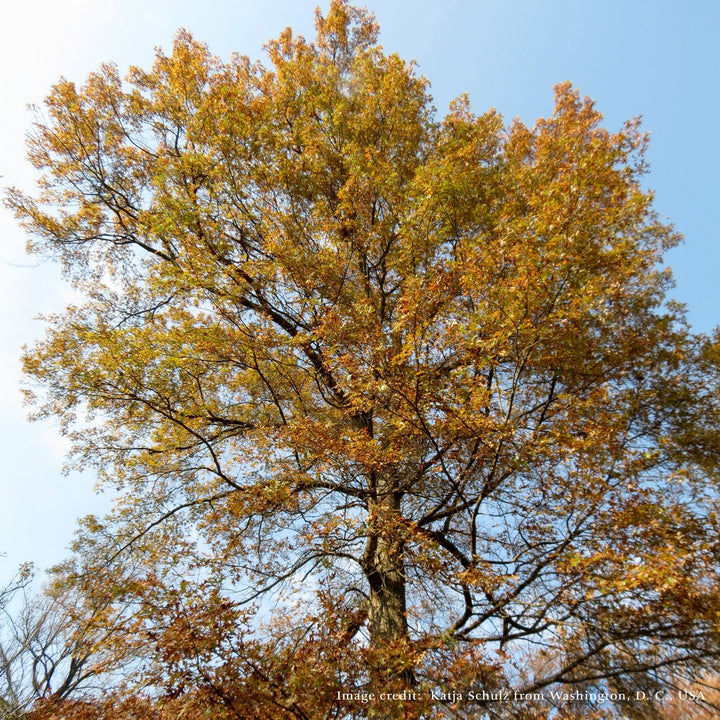 Bare Root Scarlet Oak (Quercus coccinea) - Monticello Shop