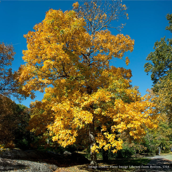 Bare Root Shagbark Hickory (Carya ovata) - Monticello Shop