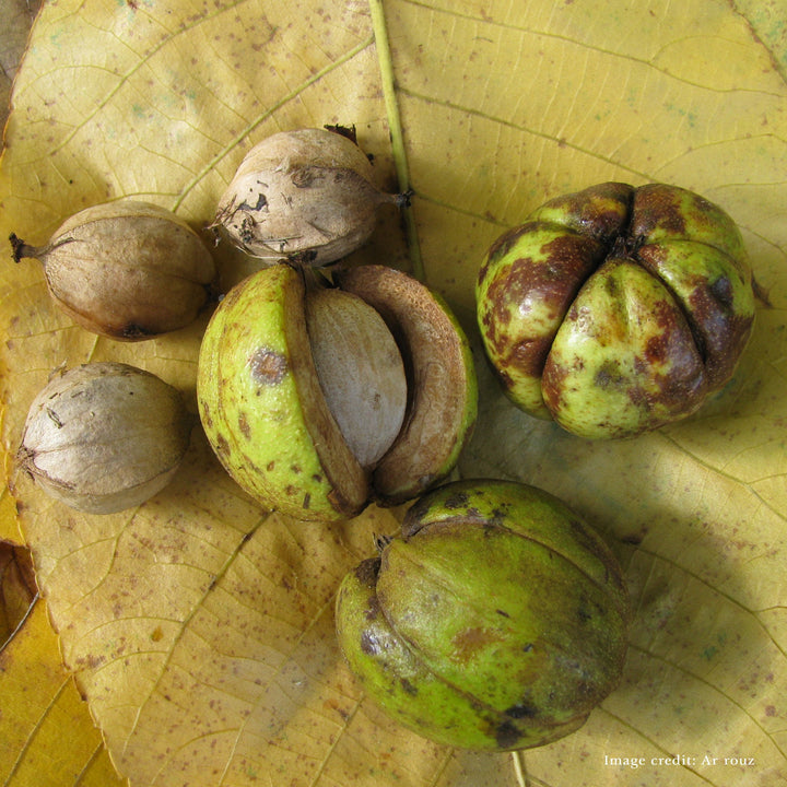 Bare Root Shagbark Hickory (Carya ovata) - Monticello Shop