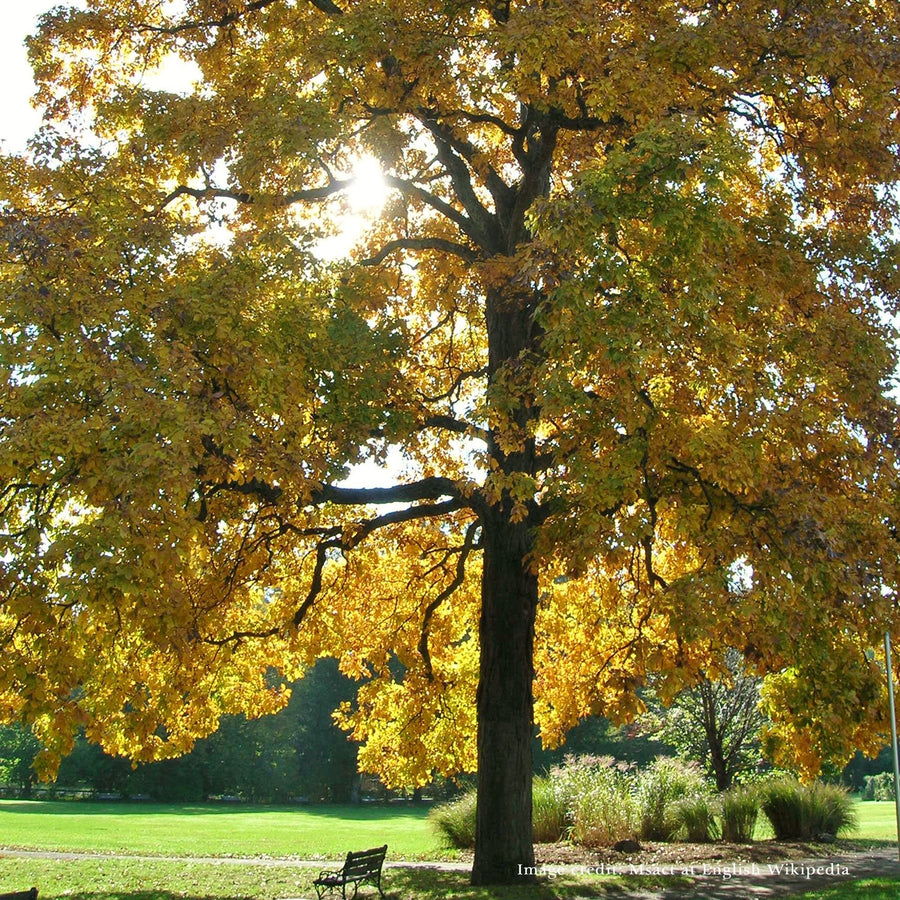 Bare Root Shagbark Hickory (Carya ovata) - Monticello Shop