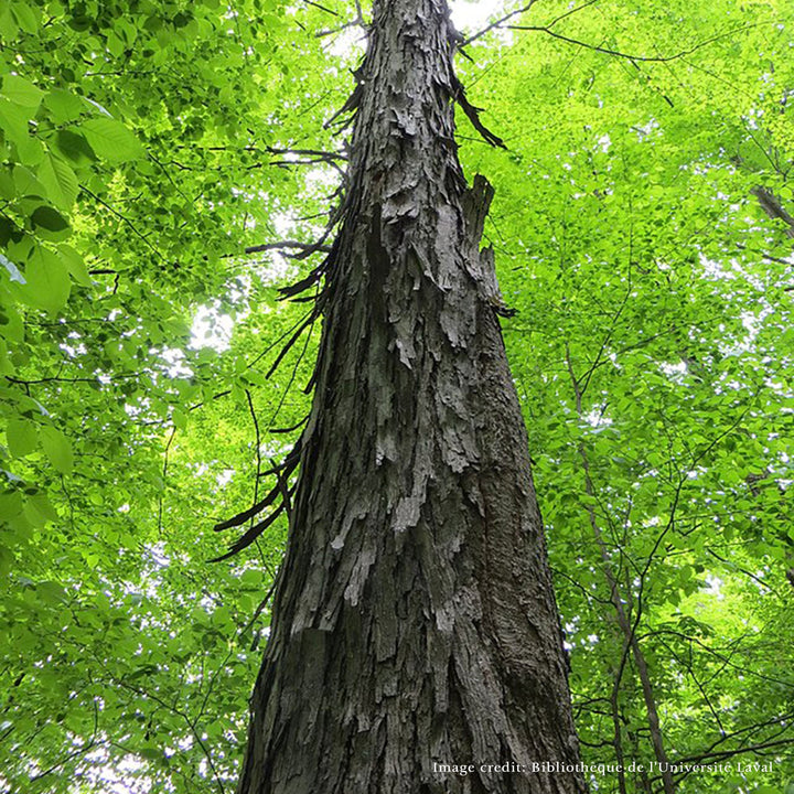 Bare Root Shagbark Hickory (Carya ovata) - Monticello Shop