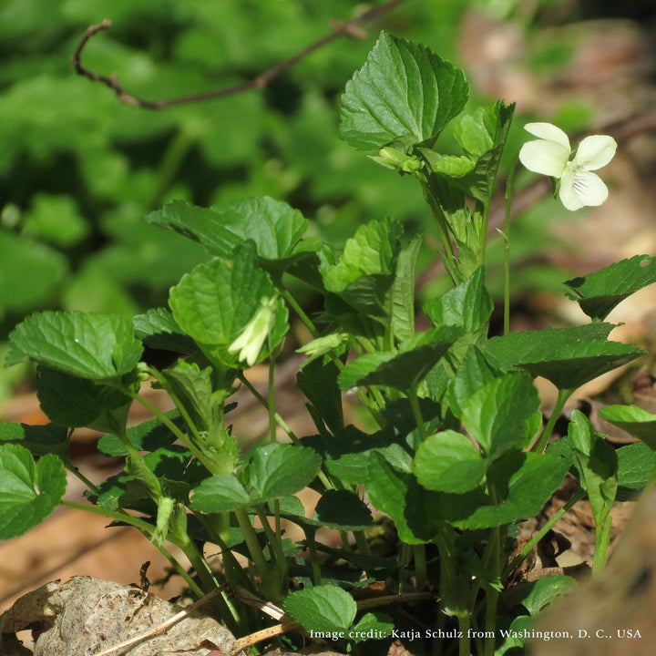Bare Root Striped Cream Violet (Viola striata) - Monticello Shop