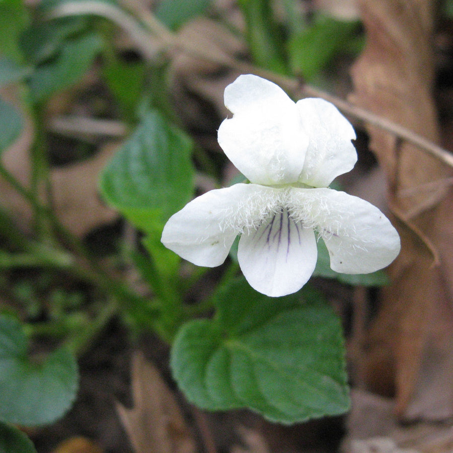 Bare Root Striped Cream Violet (Viola striata) - Monticello Shop