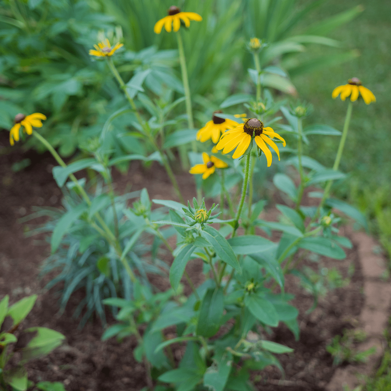 Monticello Shop Black-eyed Susan Seeds - Thumbnail 2