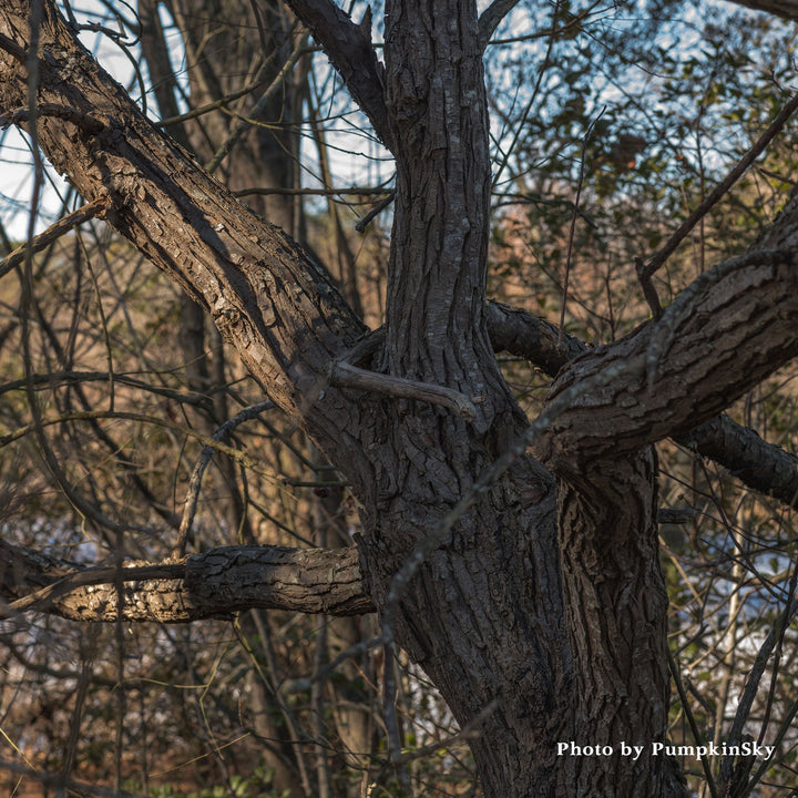 Black Willow (Salix Nigra) - Monticello Shop