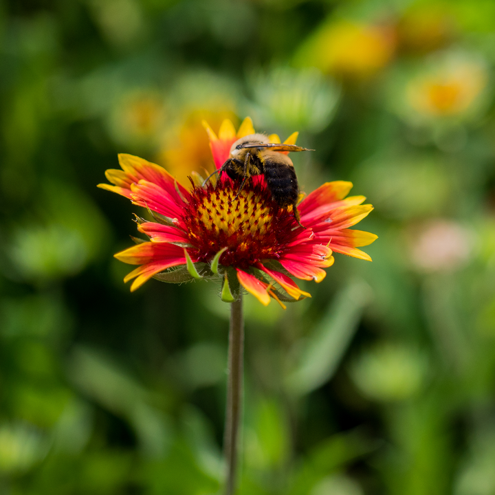 Blanket Flower Seeds (Gaillardia aristata)