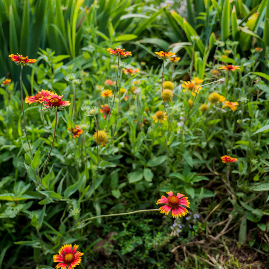 Blanket Flower Seeds (Gaillardia aristata)