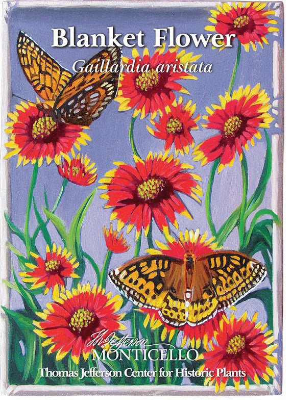monticello flower seeds Blanket Flower Seeds (Gaillardia aristata)