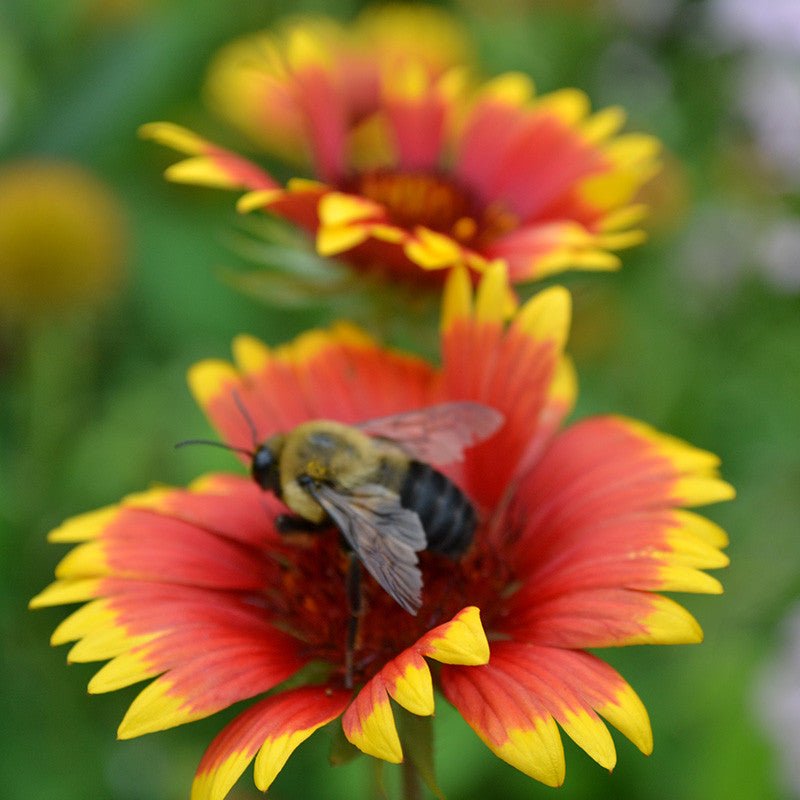 gaillardia flower seeds Blanket Flower Seeds (Gaillardia aristata)