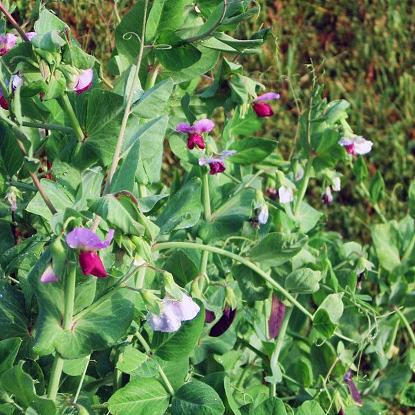 blue pea plant seeds Blue-podded Capucijner Pea Seeds (Pisum sativum cv.) – Monticello Shop