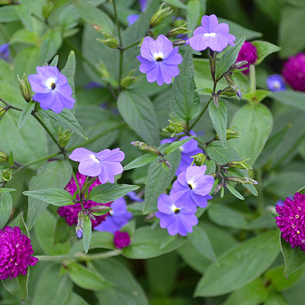 Amethyst Flower Seeds (Browallia americana)