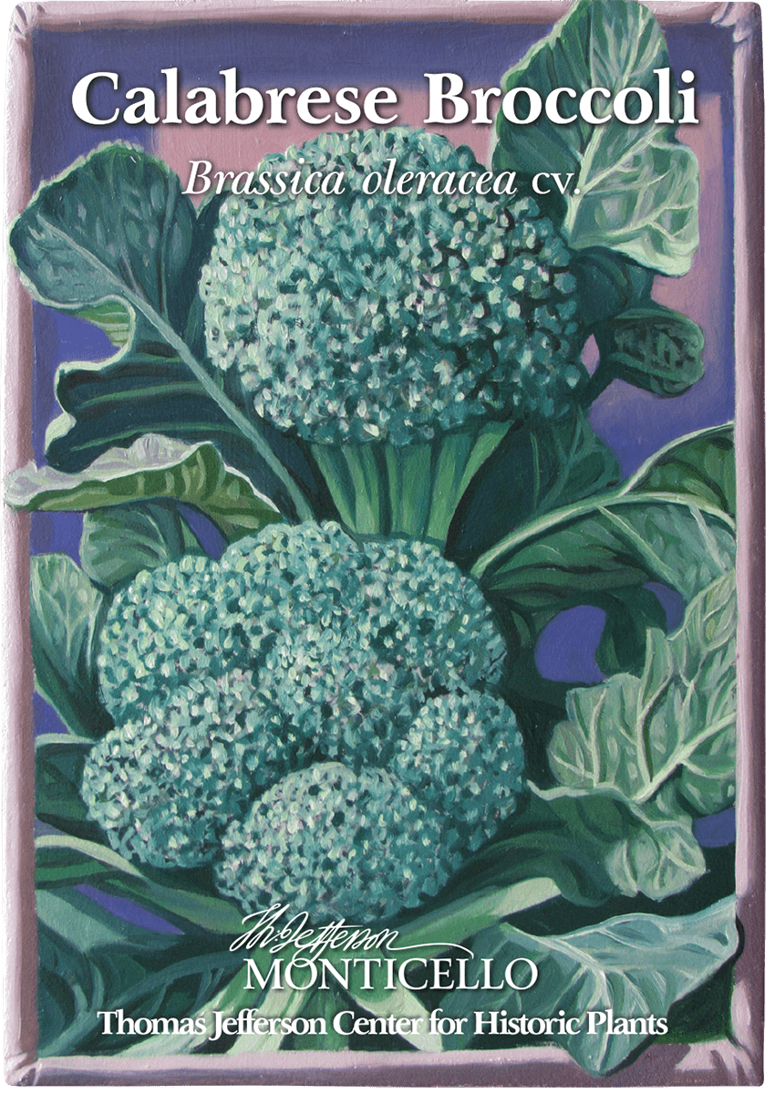 Bio Broccoli groene Calabrese Les graines de france Bio Broccoli groene Calabrese Les graines de france