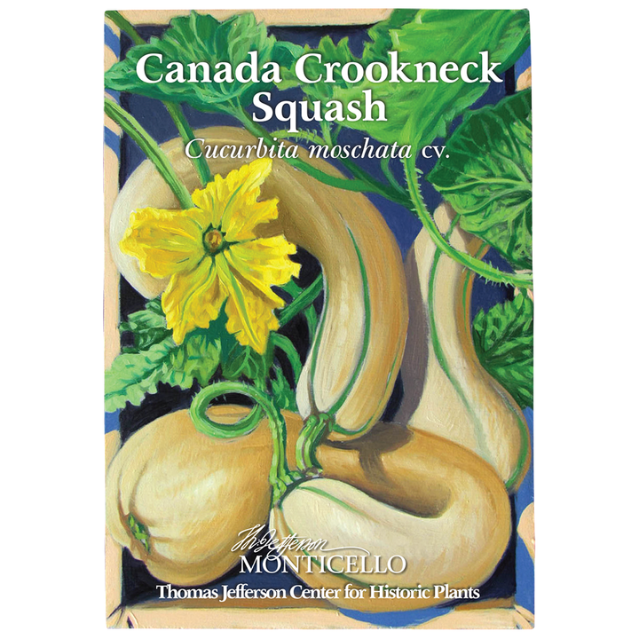 Canada Crookneck Squash Seeds (Cucurbita moschata cv.)