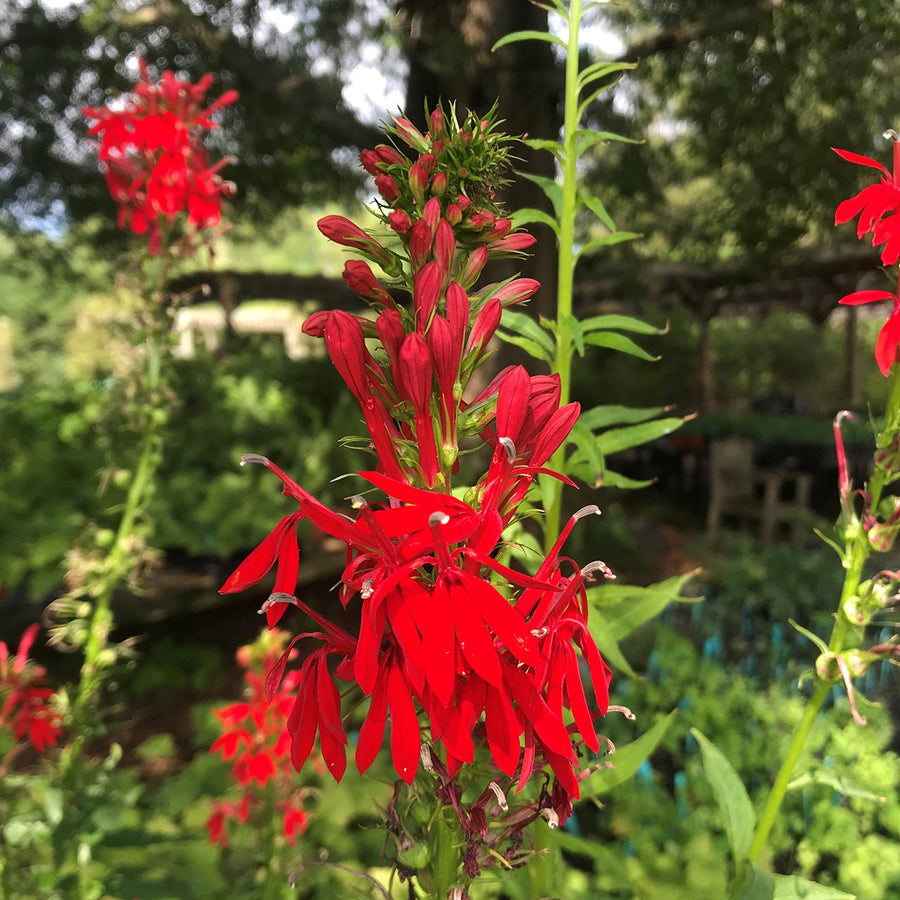 collecting cardinal flower seeds Cardinal Flower Seeds (Lobelia cardinalis)