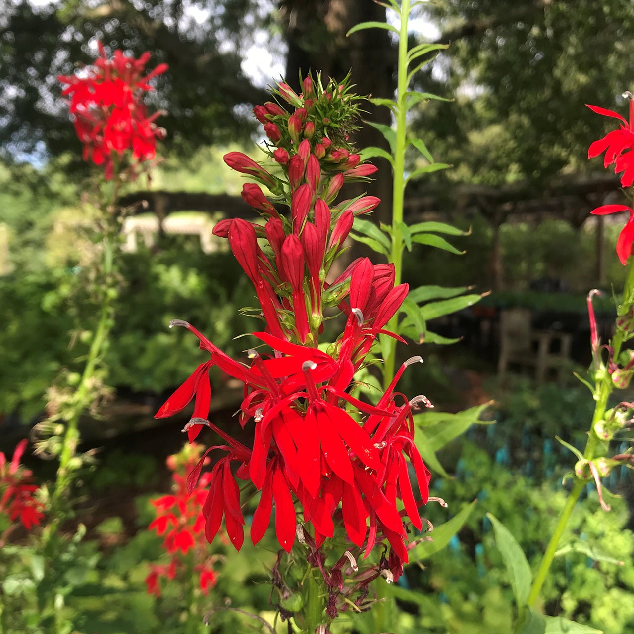 starting cardinal flower from seed Cardinal Flower Seeds (Lobelia cardinalis) – Monticello Shop