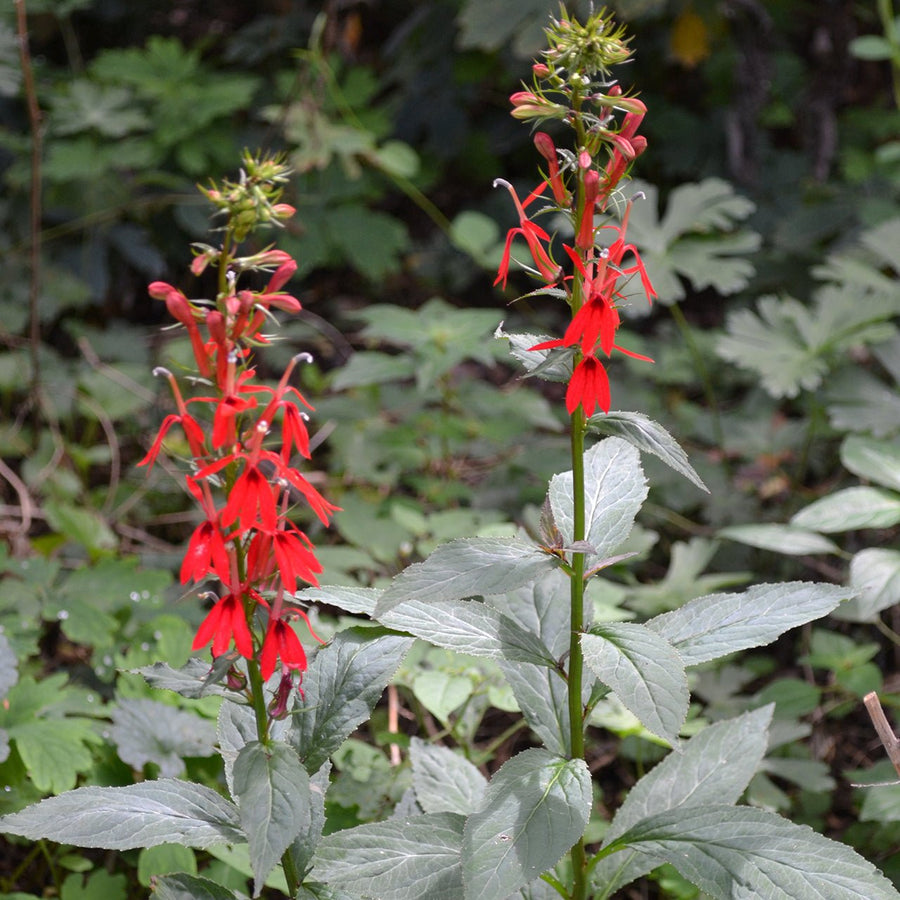 cardinal flower seed Cardinal Flower Seeds (Lobelia cardinalis)
