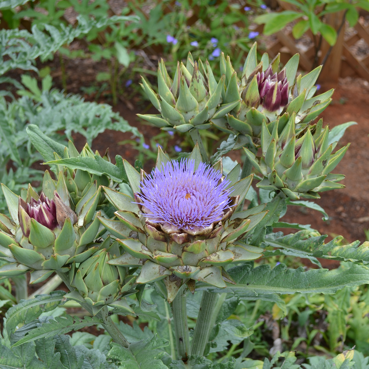 Cardoon Seeds (Cynara cardunculus) - Monticello Shop