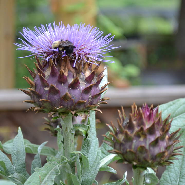 Cardoon Seeds (Cynara cardunculus) - Monticello Shop