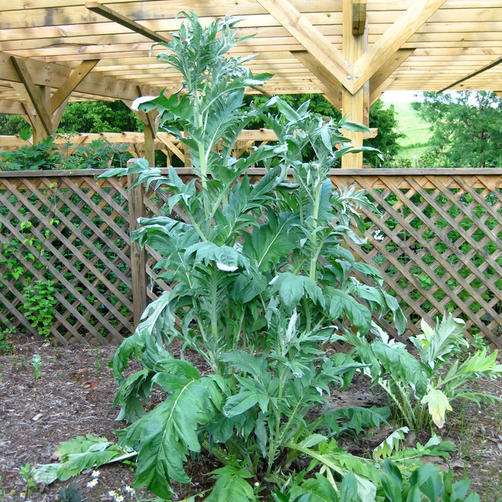 Cardoon Seeds (Cynara cardunculus) - Monticello Shop