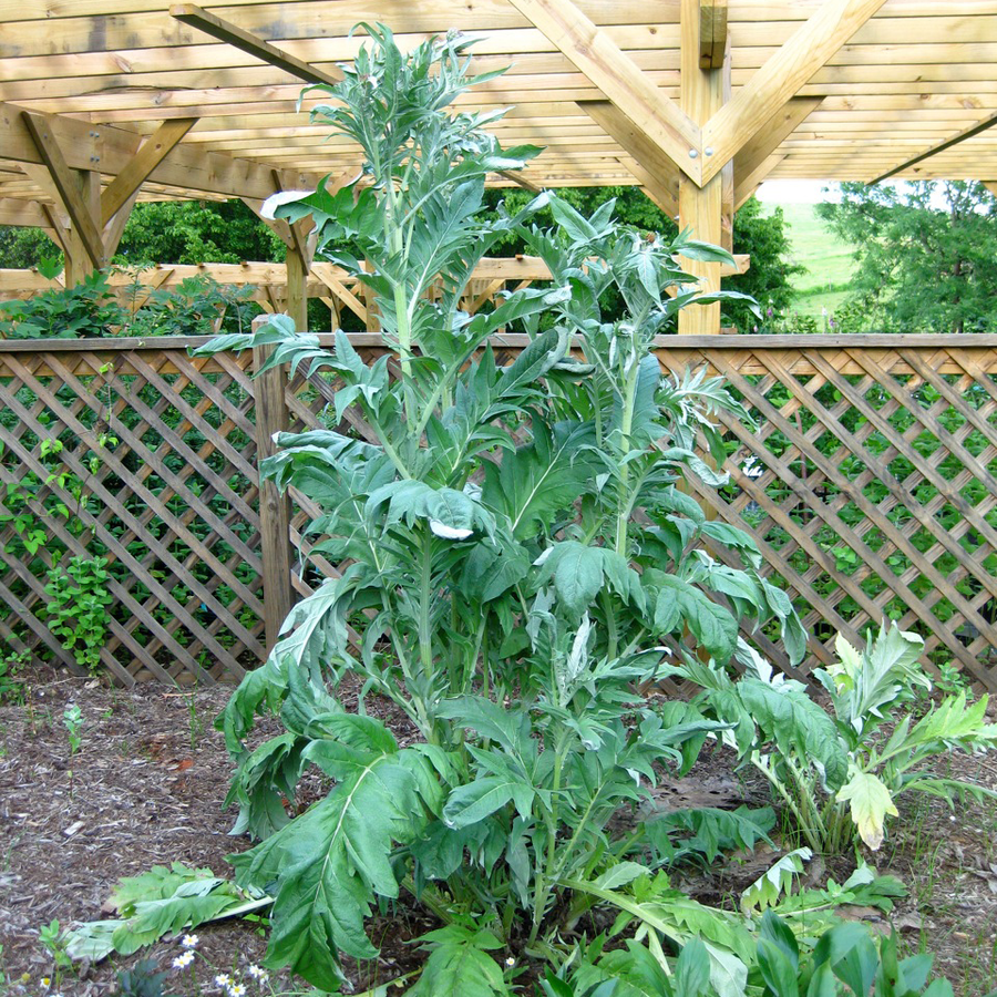 Cardoon Seeds (Cynara cardunculus) - Monticello Shop
