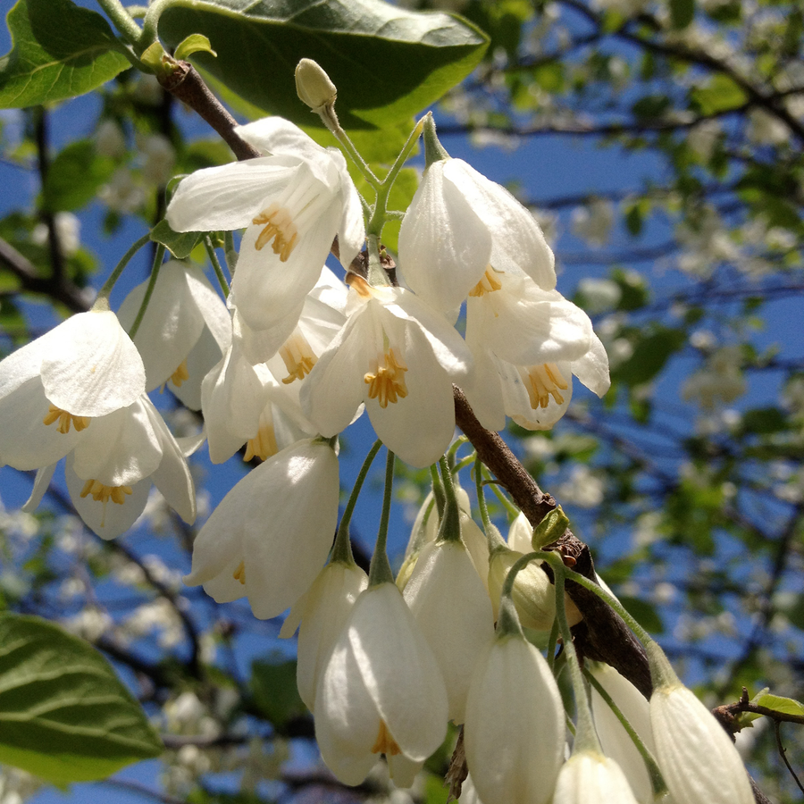 Carolina Silverbell (Halesia tetraptera syn. H. carolina)