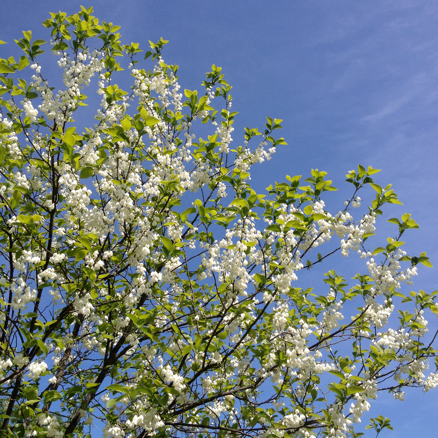 Carolina Silverbell (Halesia tetraptera syn. H. carolina)