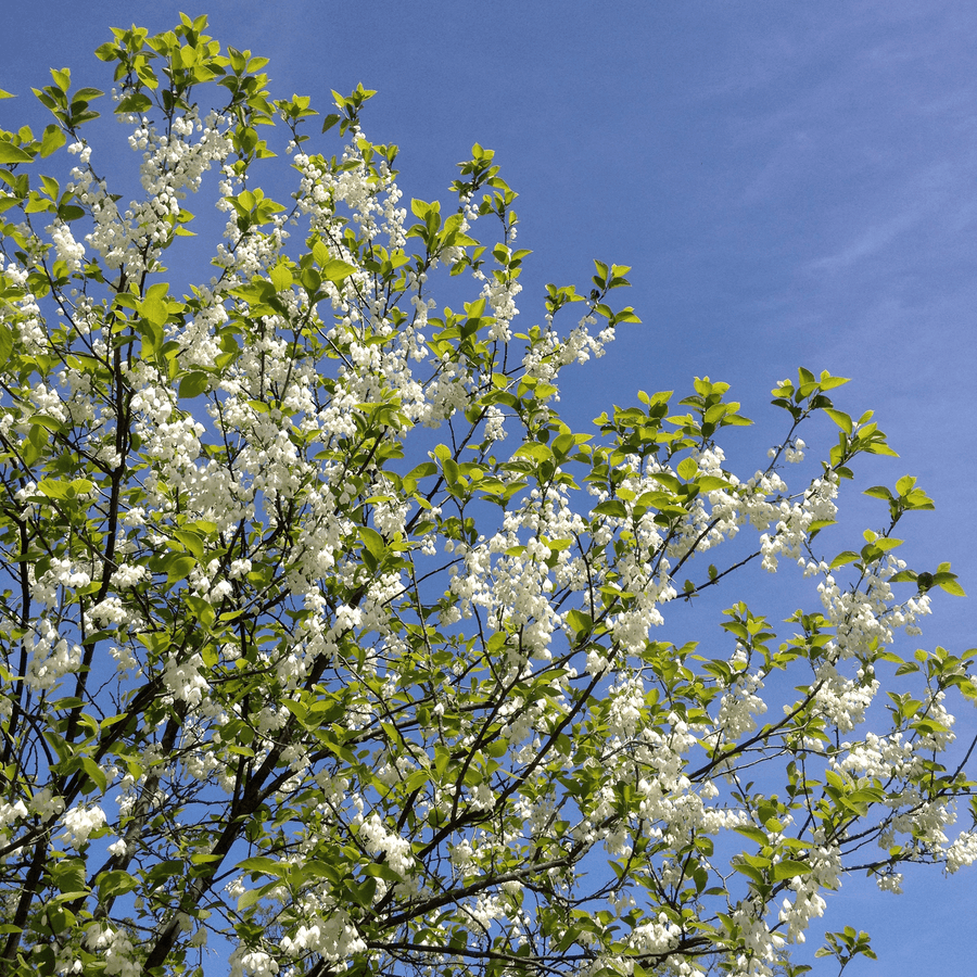 Carolina Silverbell (Halesia tetraptera syn. H. carolina) - Monticello Shop