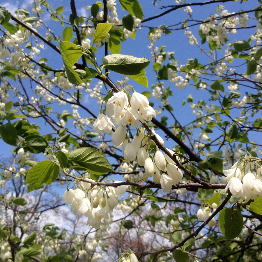 Carolina Silverbell (Halesia tetraptera syn. H. carolina)