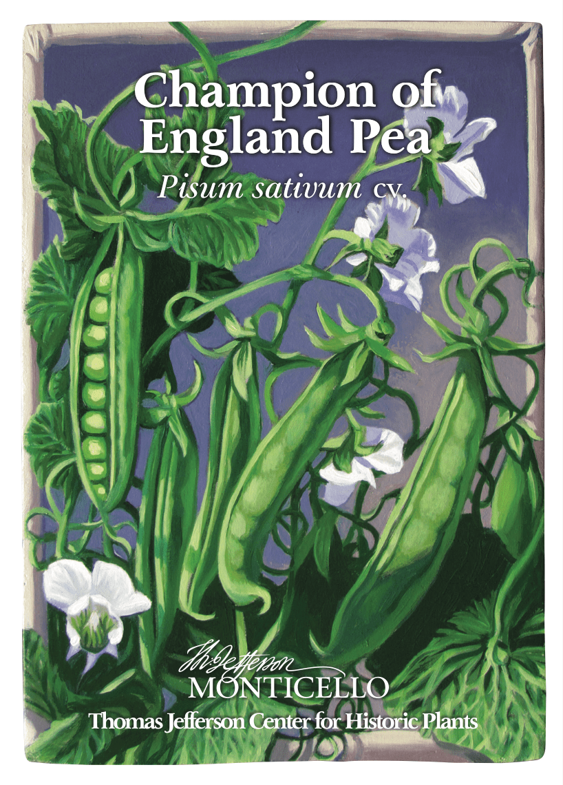 the champion flower seeds Champion of England Pea Seeds (Pisum sativum cv.) – Monticello Shop