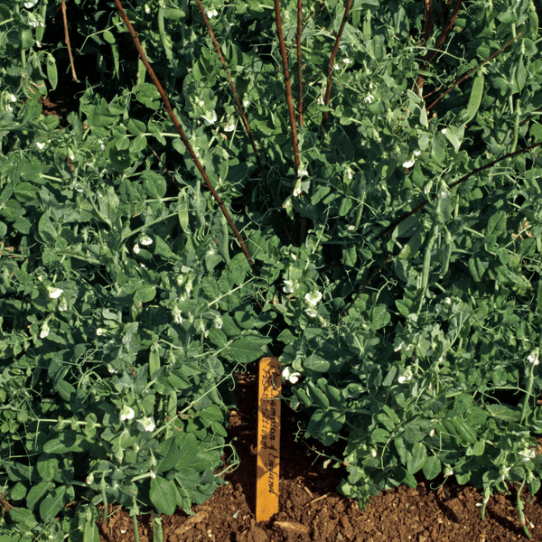 a pea plant that has round seeds Champion of England Pea Seeds (Pisum sativum cv.) – Monticello Shop