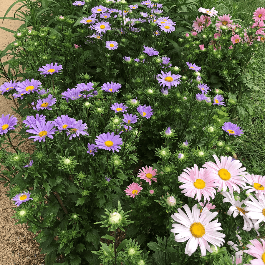 planting china aster seeds China Aster Seeds (Callistephus chinensis) – Monticello Shop
