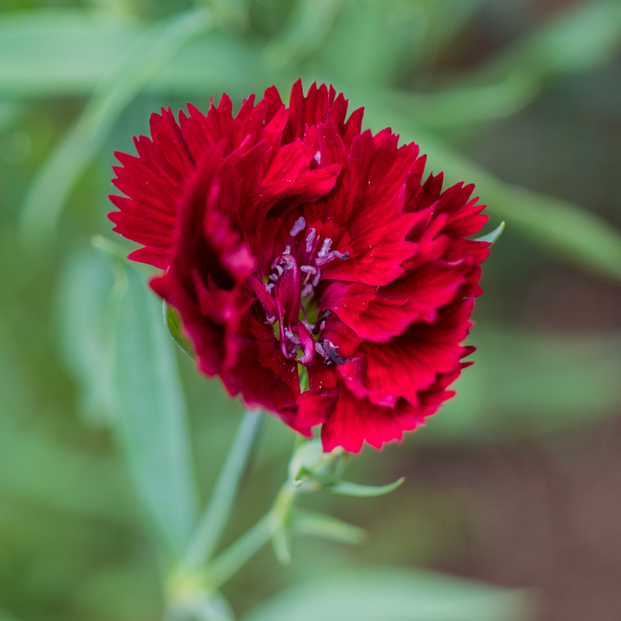 China Pink Seeds (Dianthus chinensis)