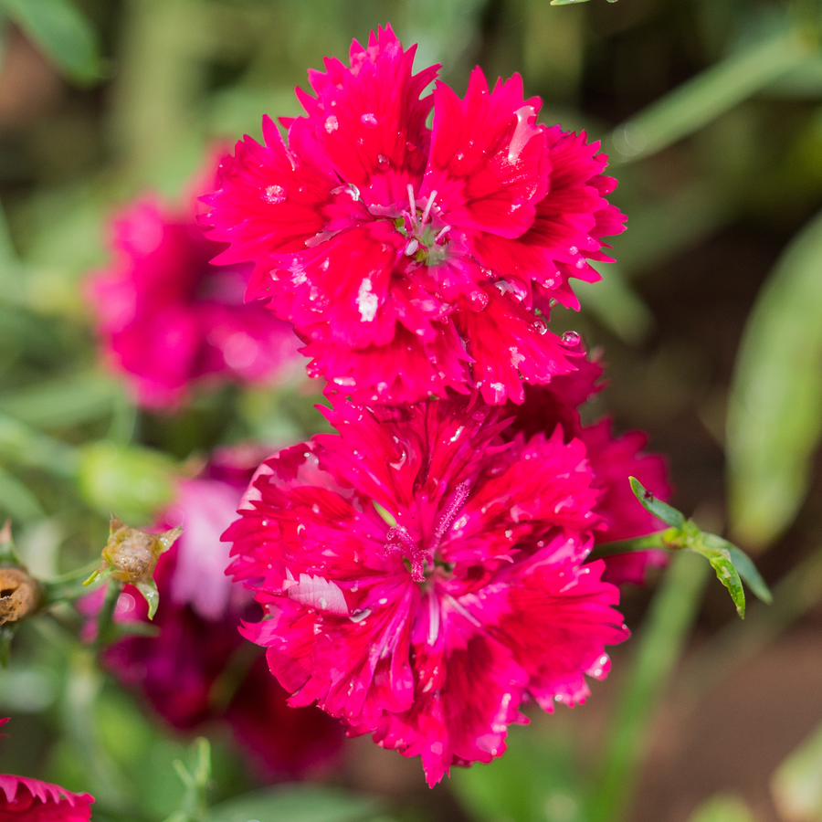 China Pink Seeds (Dianthus chinensis)