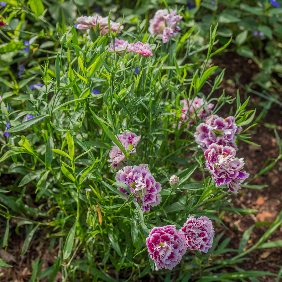 China Pink Seeds (Dianthus chinensis)