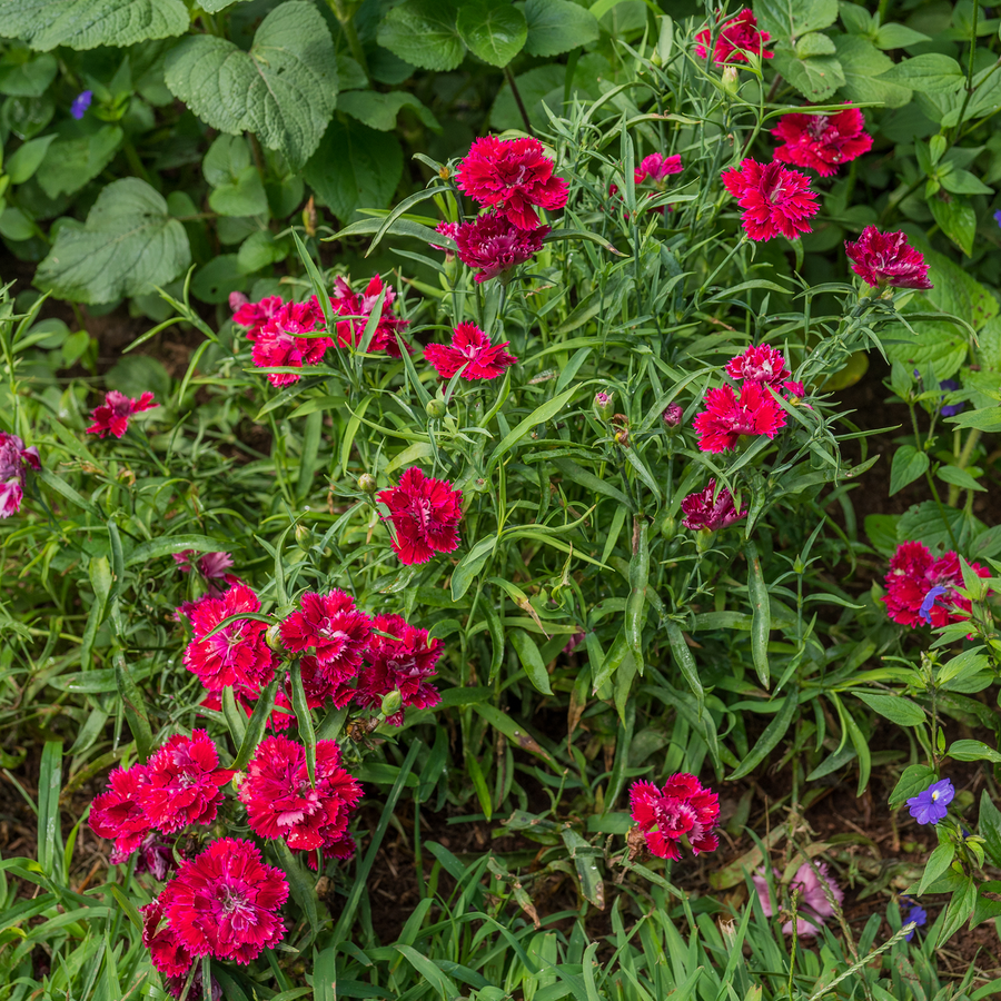 China Pink Seeds (Dianthus chinensis)