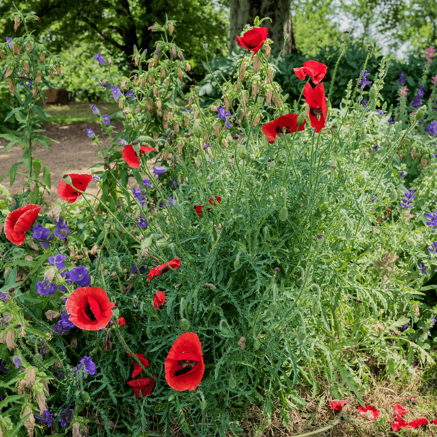 planting red corn poppy seeds Corn Poppy Seeds (Papaver rhoeas) – Monticello Shop