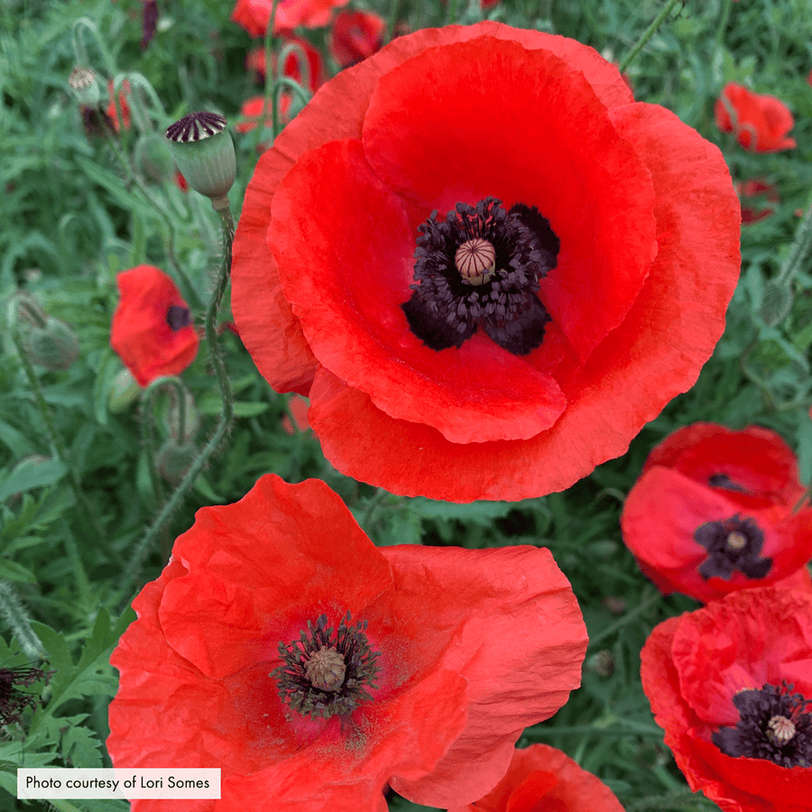 perennial poppy flower seeds Corn Poppy Seeds (Papaver rhoeas) – Monticello Shop