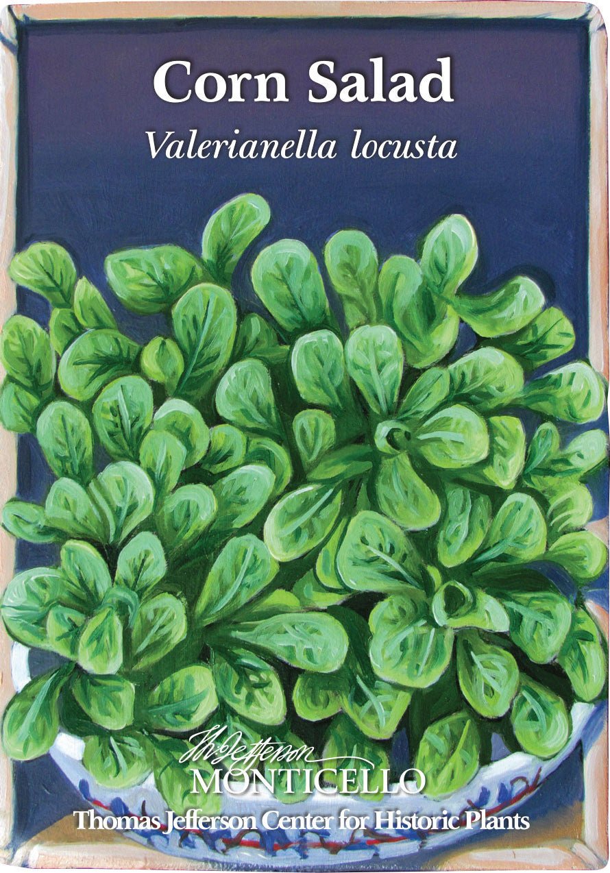 plant salad seeds Corn Salad Seeds (Valerianella locusta) – Monticello Shop