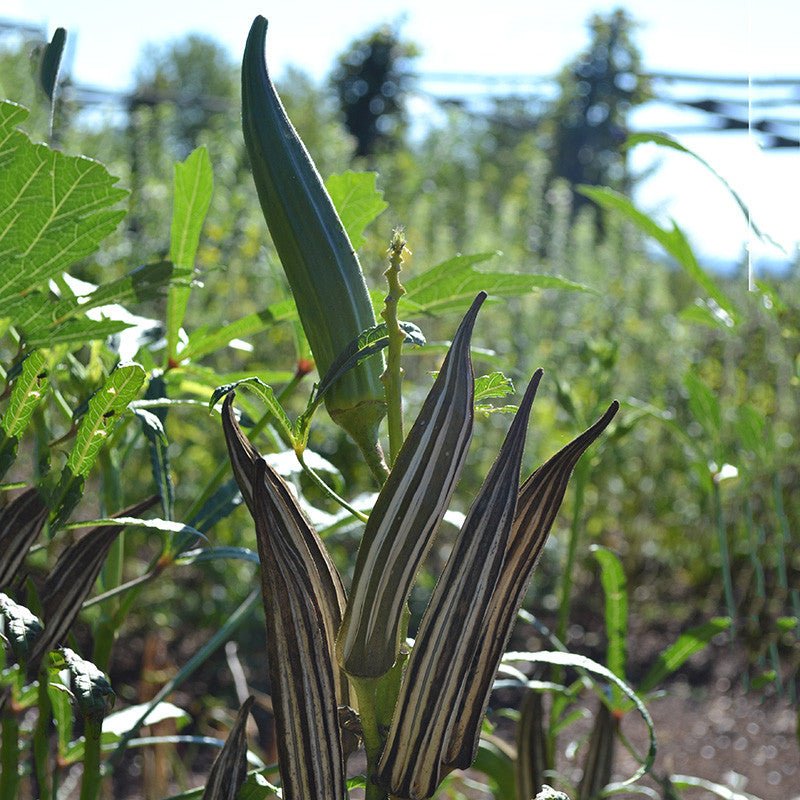depth to plant okra seeds Cow's Horn Okra Seeds (Abelmoschus esculentus cv.)