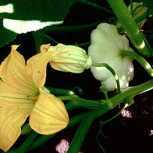 Cymling or Pattypan Squash Seeds (Cucurbita pepo)