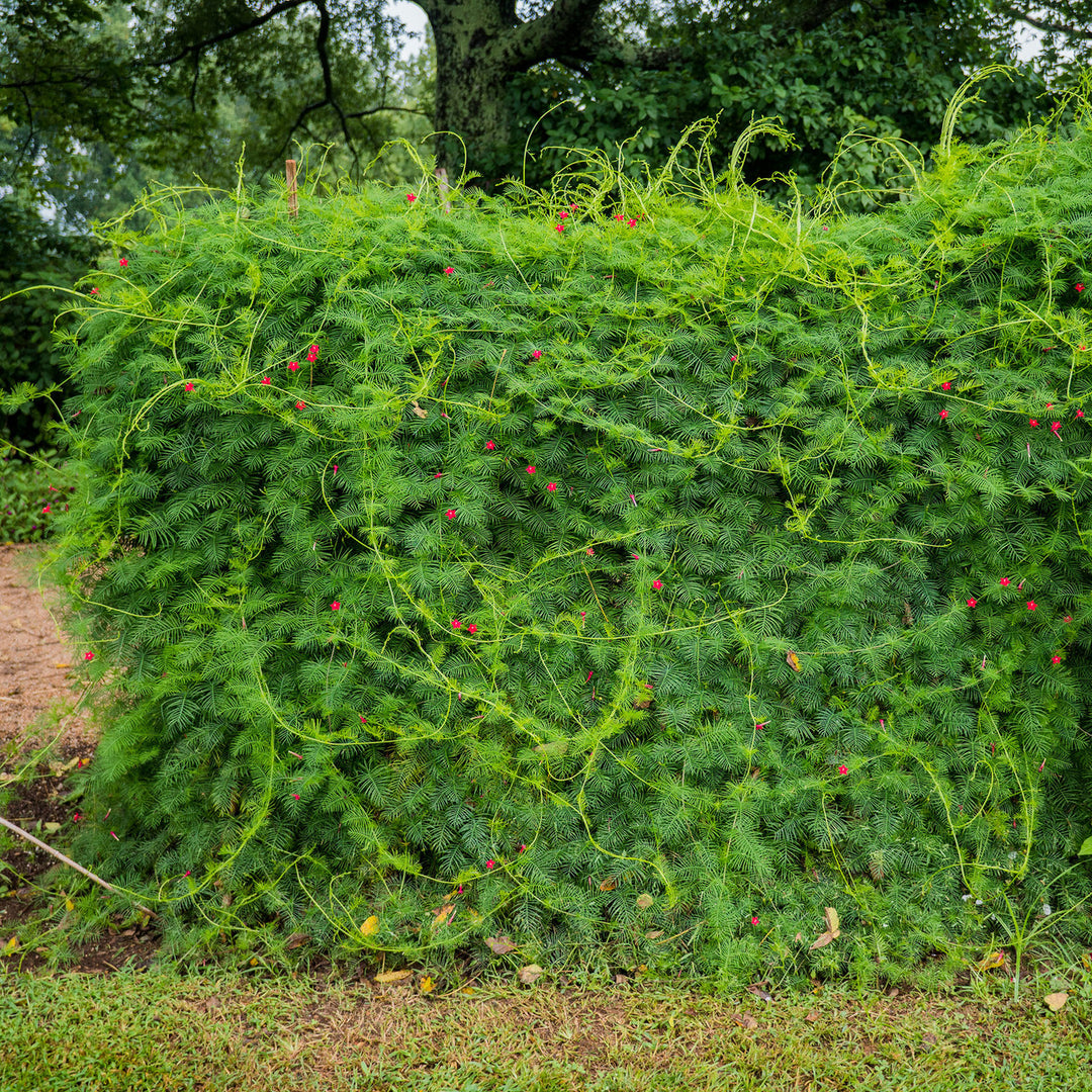 Cypress Vine Seeds (Ipomoea quamoclit)