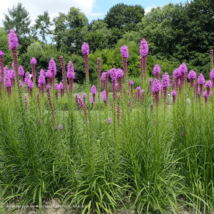 Dense Blazing Star (Liatris spicata) - Monticello Shop