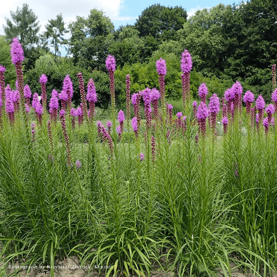 Dense Blazing Star (Liatris spicata) - Monticello Shop