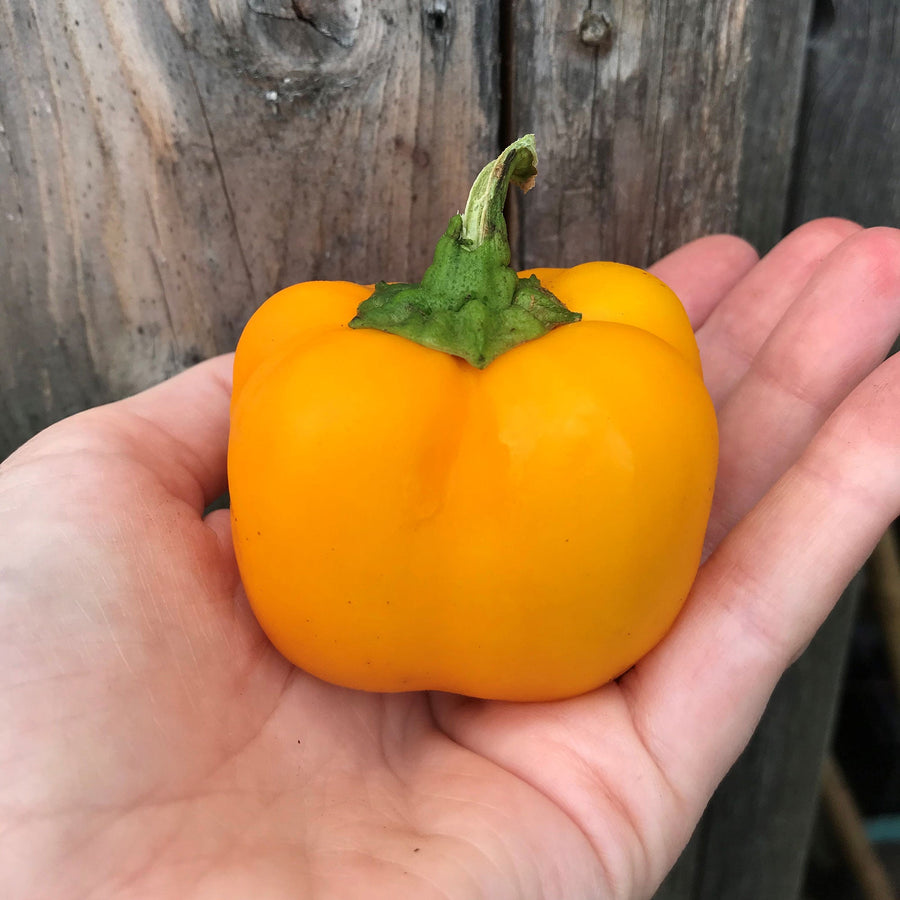 Doe Hill Pepper Seeds (Capsicum annuum) - Monticello Shop