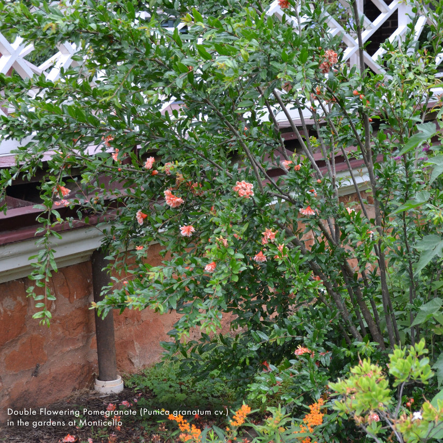 Double Flowering Pomegranate (Punica granatum cv.) - Monticello Shop