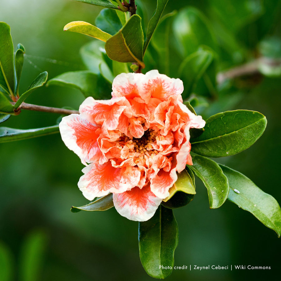 Double Flowering Pomegranate (Punica granatum cv.) - Monticello Shop