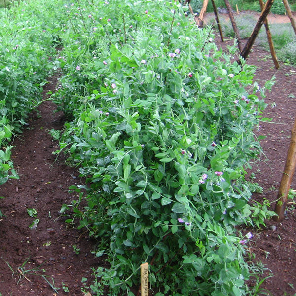 Dwarf Gray Sugar Pea Seeds (Pisum sativum cv.)