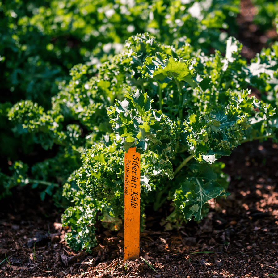 kale seeds on plant Early Curled Siberian Kale Seeds (Brassica napus var. pabularia cv.) – Monticello Shop
