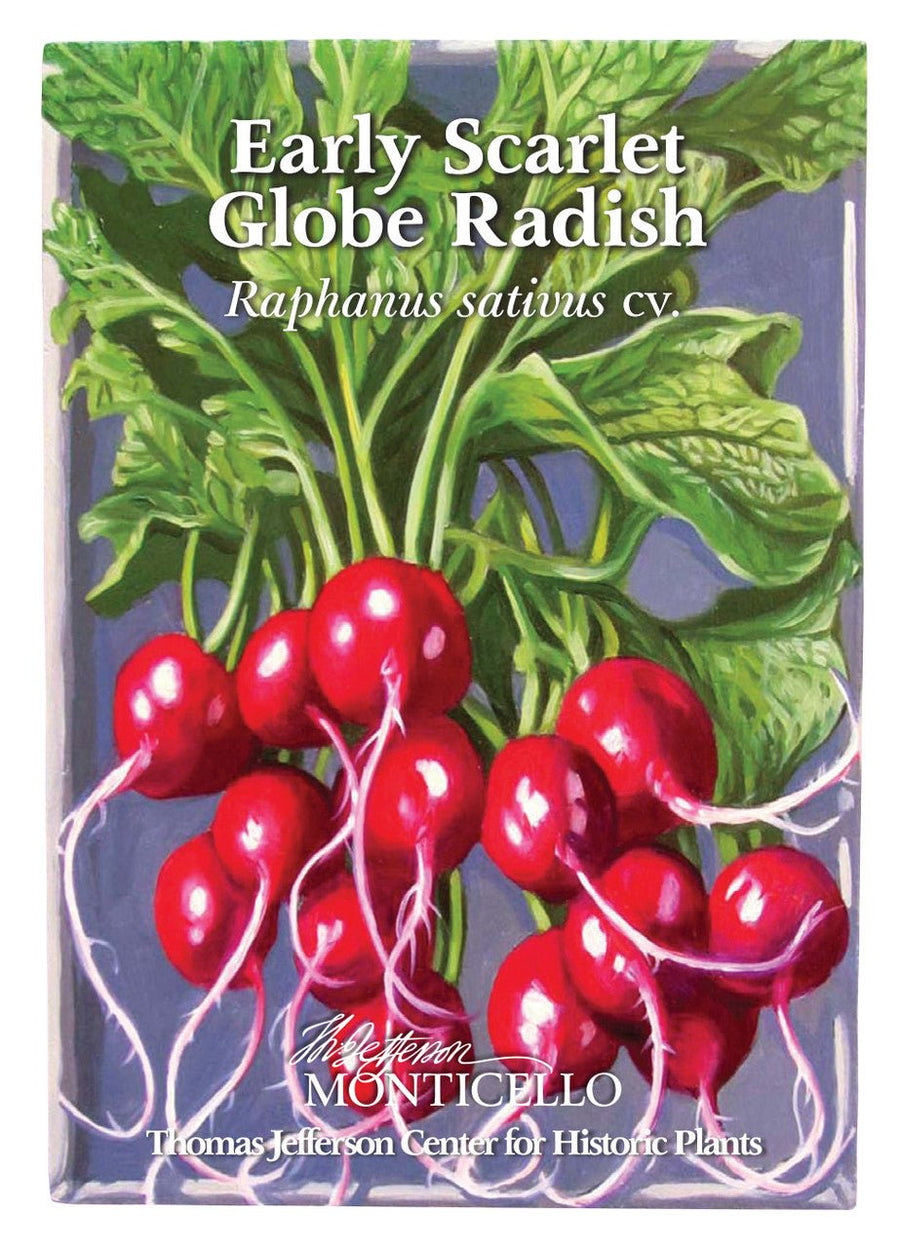 thomas jefferson garden seeds Early Scarlet Globe Radish Seeds (Raphanus sativus cv.)